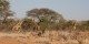 Tanzanie - 2010-09 - 003 - Longido - Girafes